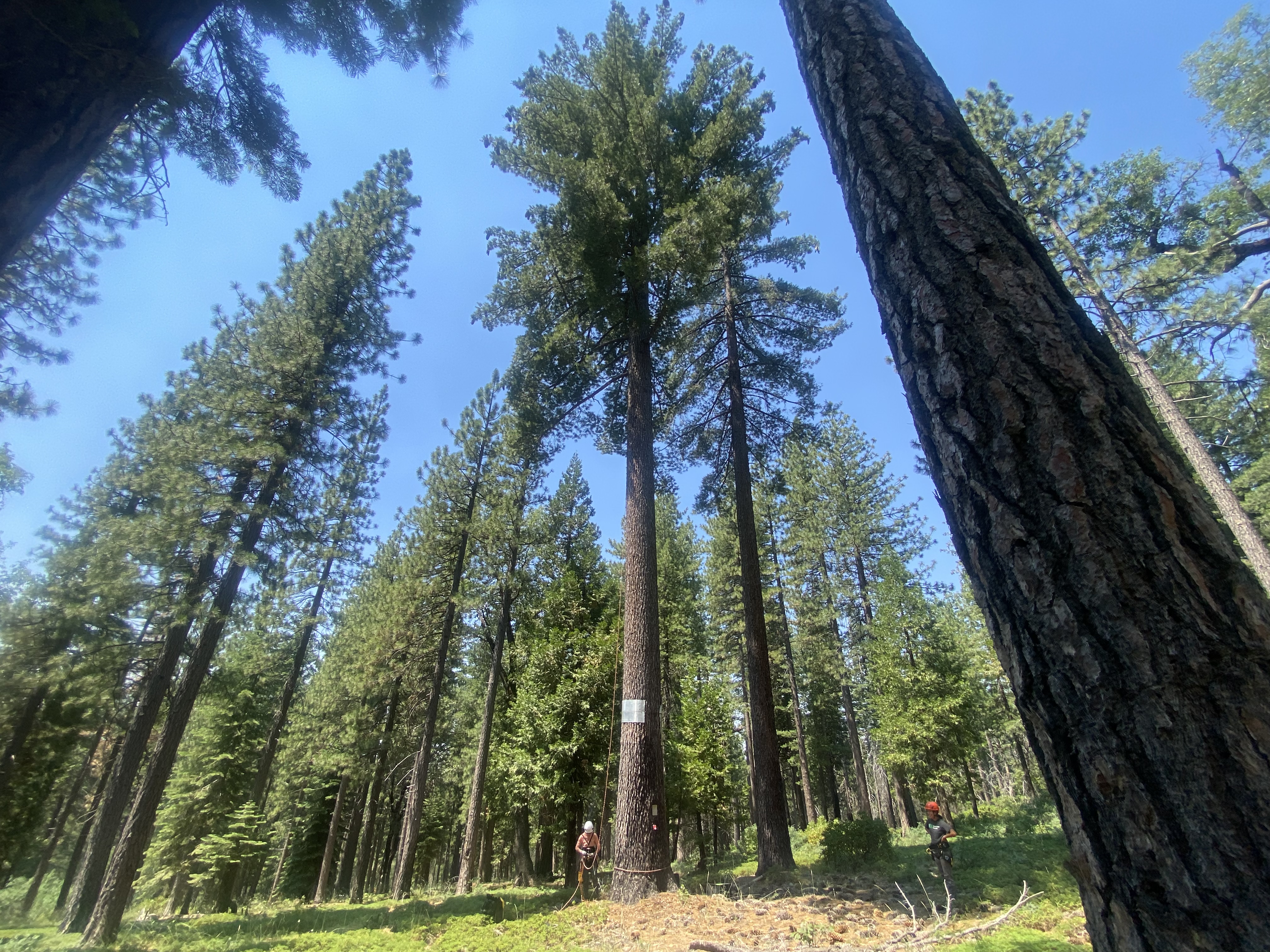 Caldor Fire Recovery