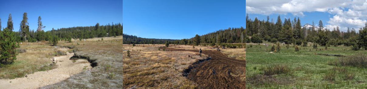 Meadow Restoration